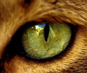 yapboz yeşil gözlü kedi